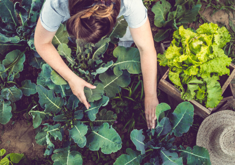 Grocery Delivery Near Me 768x540