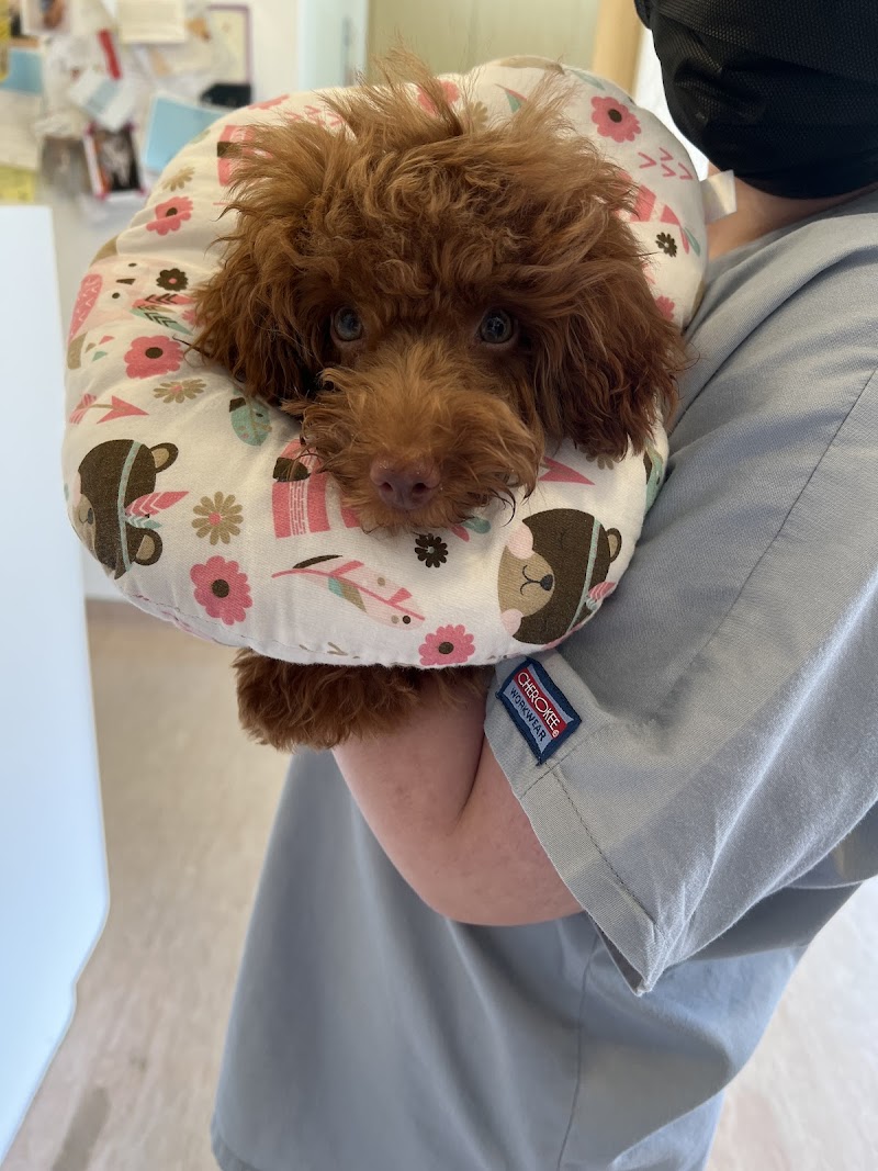 Advanced VetCare Veterinary Centre (Bedok) - 24Hrs Vet Clinic