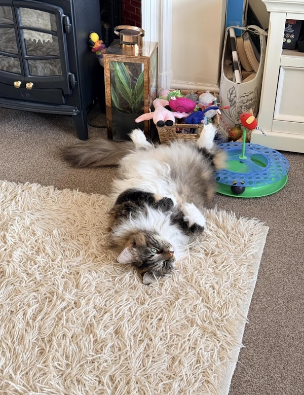 Aneka's Maine Coon
