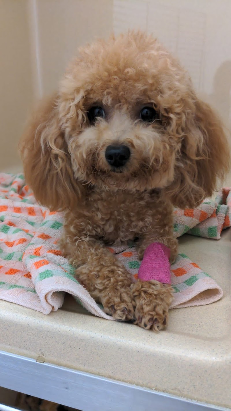 Atlas Veterinary Clinic & Surgery