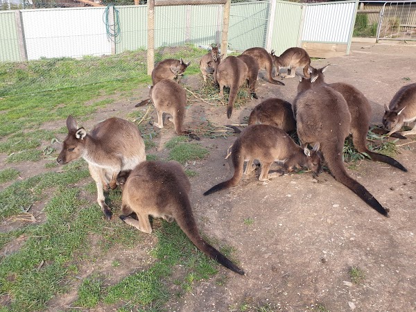 Ballarat Wildlife Park