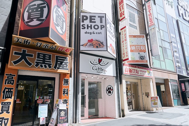 Cattleya新宿店