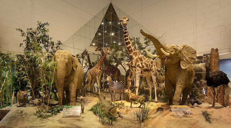 Darwin Museum