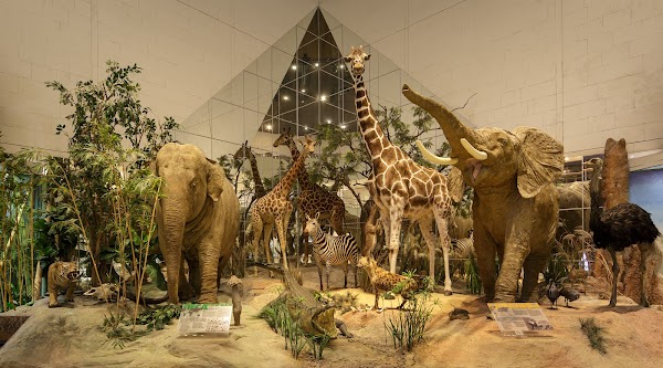 Darwin Museum