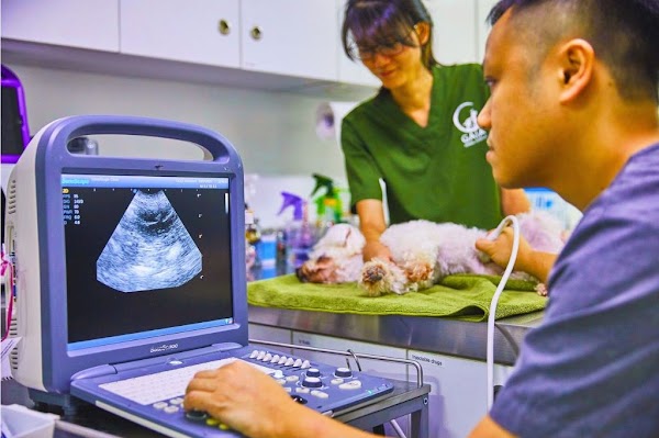 Gaia Vets Singapore (Jalan Besar)