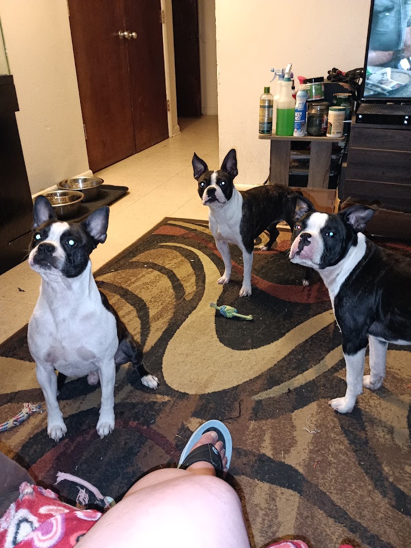 Gandy Animal Hospital