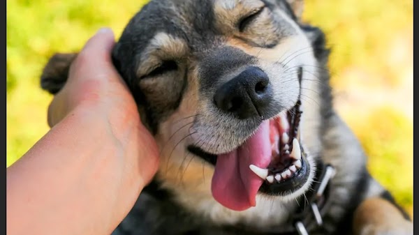 Paws & Claws Pet Clinic - Pet Clinic In Gurgaon - Pet Shop For Dog - Veterinary Clinic In Gurgaon