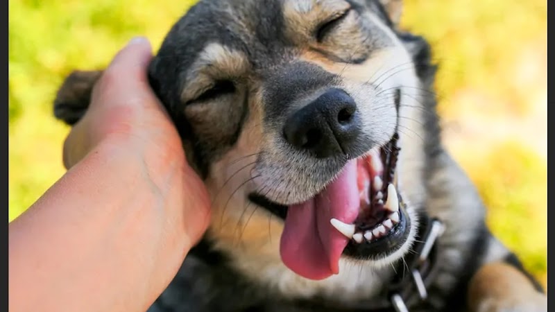 Paws & Claws Pet Clinic - Pet Clinic In Gurgaon - Pet Shop For Dog - Veterinary Clinic In Gurgaon