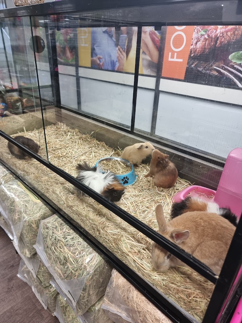 Paws for Pets