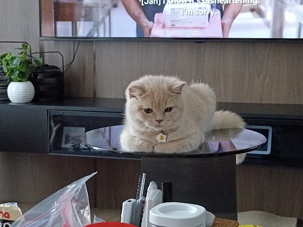 Paws & Whiskers SG
