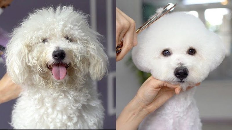 Pet Groomimg Spa And Vet by Sniff & Snooz Gurgaon Sec 65 open now || Pet Boarding