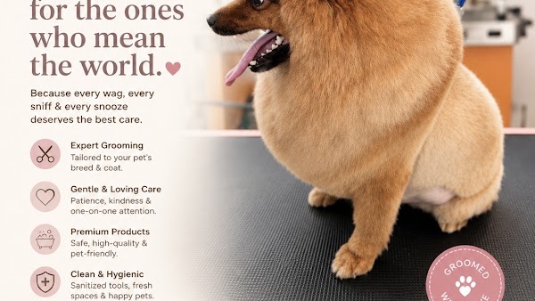 Pet Groomimg Spa And Vet by Sniff & Snooz Gurgaon Sec 65 open now || Pet Boarding