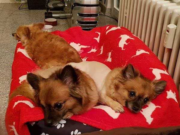 Tierarztpraxis Vet Puls Frankfurt