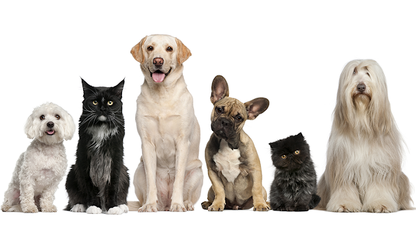 Wellington Veterinary Clinic
